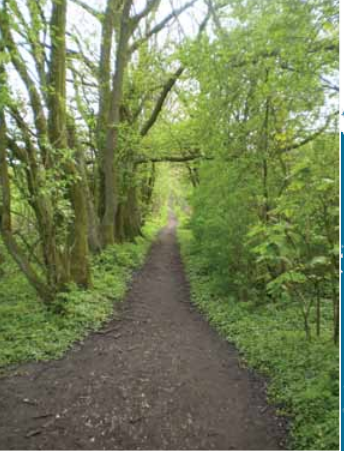 View along path in Hadrians Wood
